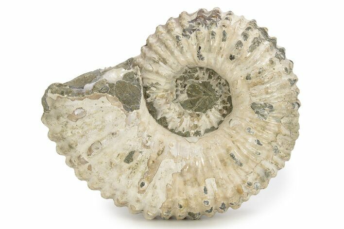 Bumpy Ammonite (Douvilleiceras) Fossil - Madagascar #254918